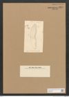 Diatomeae indet. Zeichnungen Sammlung Grunow Nr. 3271 (NHMW-BOT-W0370749)